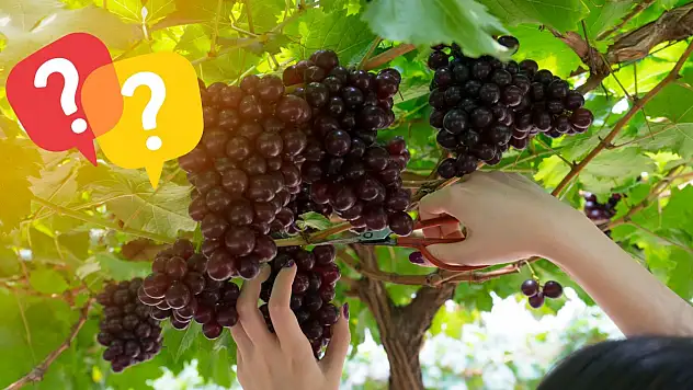 Develi'de üzümler neden geç olgunlaştı? Hasat öncesi dikkat çeken ölçüm