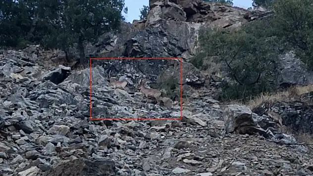 Nesli koruma altındalar: Sürü halinde görüntülendiler