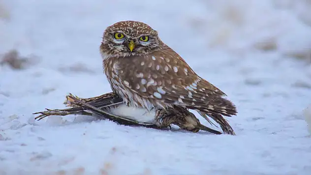Belgesellik görüntü: Kukumav kar üzerinde avlandı