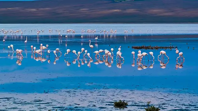 Türkiye'de kartpostallık manzara! Binlerce flamingo görenleri büyüledi