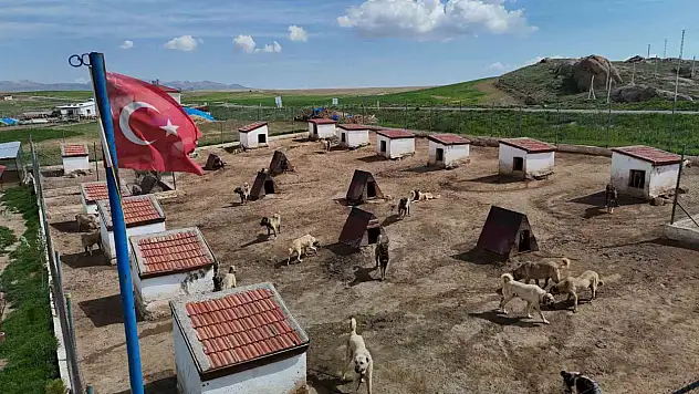 Kangal Köpeklerine Ortadoğu'dan Yoğun Talep