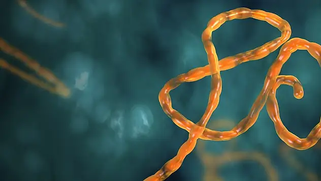 Ebola virüsü nedir?
