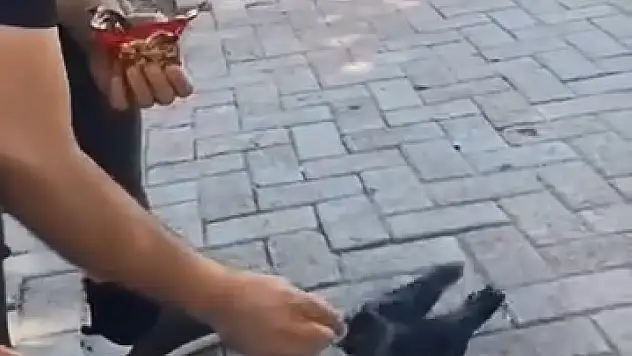 Elazığ'da yürek ısıtan anlar: Vatandaş kargayı elleriyle besledi