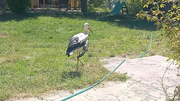 Elazığ'da kanadı kırık leylek tedavi altına alındı!