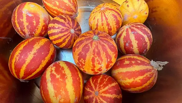 Elazığ'da şamama kavunu tezgahlarda yerini aldı!