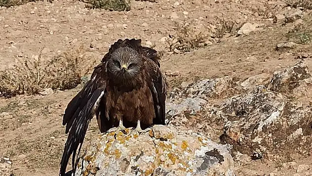 Elazığ'da bitkin halde bulunan kuş için seferber oldular