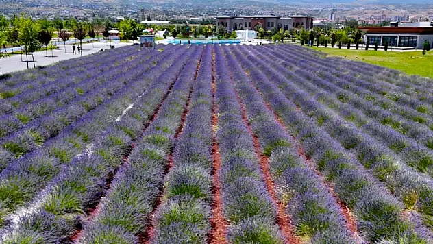 Erciyes manzaralı lavanta bahçesi ziyaretçilerini ağırlıyor