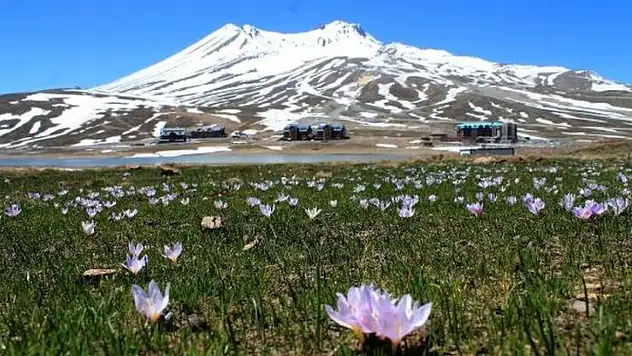 Erciyes'te doğal şeker kaynağı bulundu! Bilim dünyası bu detayı konuşuyor