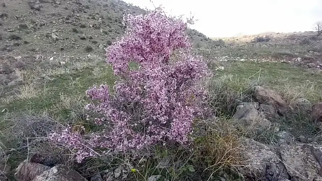 Erciyes'te her yıl aynı manzara… Ekonomiyi etkileyen bu detayı kimse konuşmuyor!