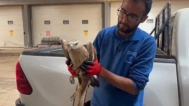 Erciyes'te yaralı şahin tedavi altına alındı