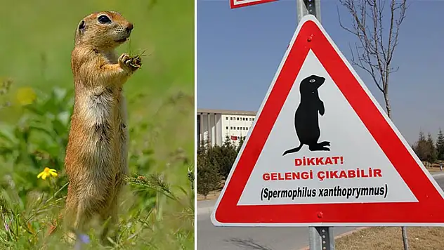 ERÜ harekete geçti: Bakın gelengi sayısı neden azalmış?