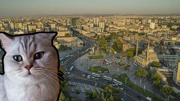 Esenyurt'ta kaybolan kedi aranıyor!