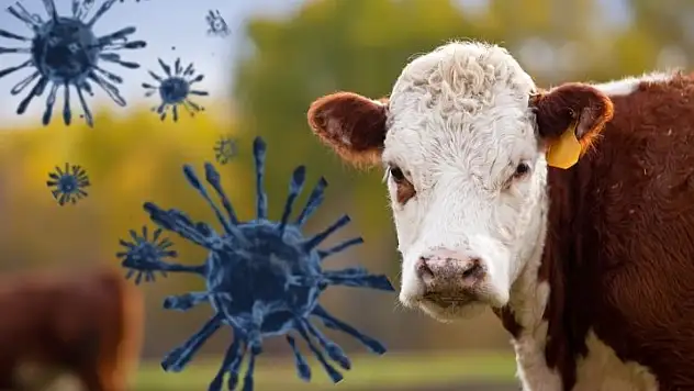 Ette kriz derinleşiyor: İthal hayvanlarla şap hastalığı da geliyor mu?