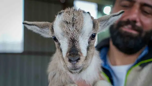 Evin yeni üyesi keçi olur mu? Ankara'da örnek besicilik