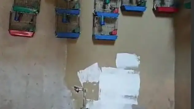 Kaçak saka kuşu besleyen şahsa rekor ceza