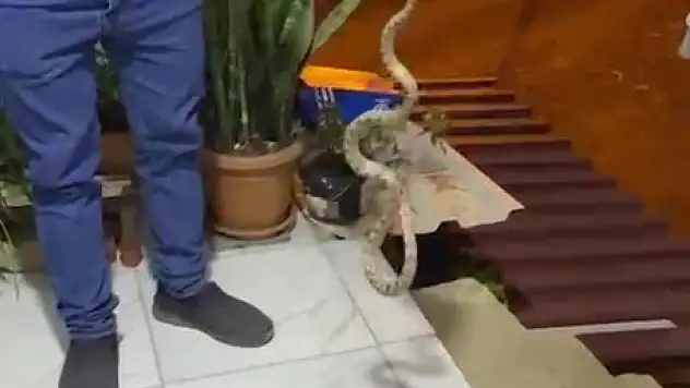 Eve girmeye çalışan yılanı elleriyla yakaladı