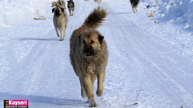 FACİA GELİYORUM DİYOR