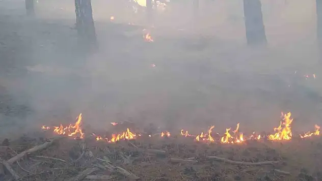 Feke de orman yangını