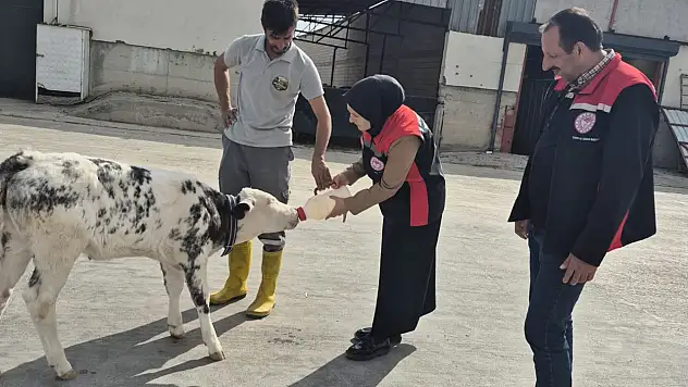 Felahiye'de hayvancılığa yakın takip: Kaymakamdan Besi Çiftliği ziyareti!