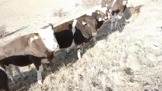 Firar eden inekler bulundu!