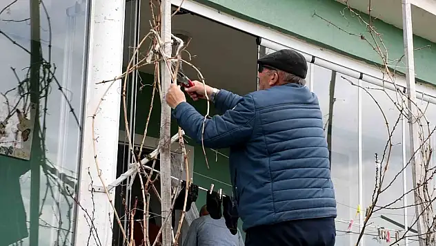Don zararının ardından bağlarda yeni sezon hazırlığı başladı