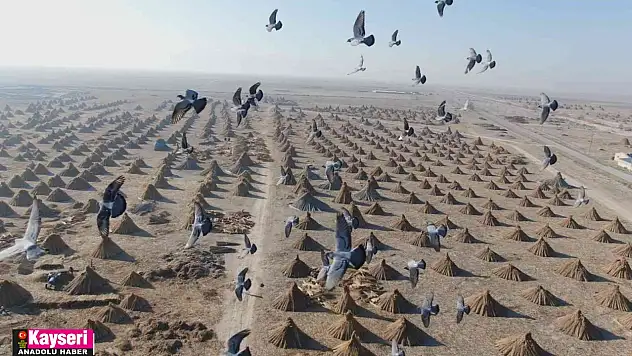 Gelmeyen kış kamışı da vurdu