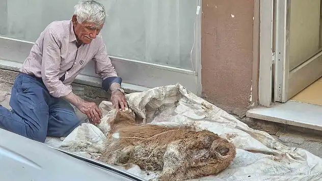 Hasta buzağısına bebek gibi sarıldı