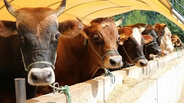 Hayvancılığa önemli destek! 4 bin 351 hak sahibine hangi imkanlar sağlanacak?