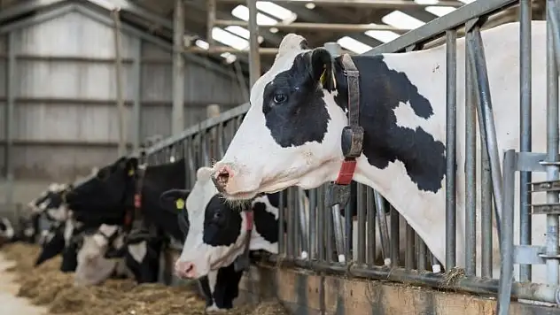 Hayvancılık alarm veriyor: Süt para etmedi, inekler kurbanlık oldu!