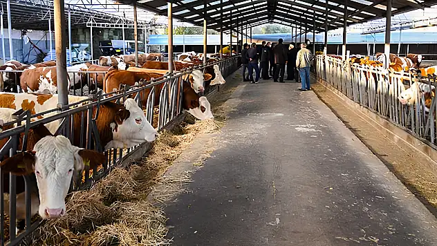 Hayvancılık işletmelerinde yeni dönem! İşletmeler 5 sınıfa ayrılacak