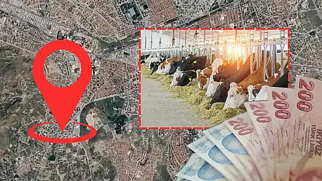 Hayvancılıkta büyük destek: Kayseri'de de başvurular başladı!