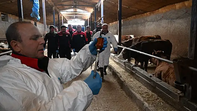 Hayvancılıkta kâbus Kayseri'ye geri dönmesin diye çalışmalar başladı!
