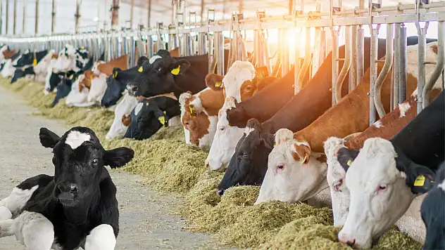 Hayvancılıkta önemli adım: İşte yeni projenin detayları...