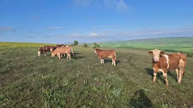Kayıp hayvanlar dron destekli aramayla bulundu