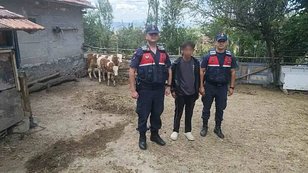 Yozgatlı çiftçinin iki büyükbaşı kayboldu, imdadına jandarma koştu!