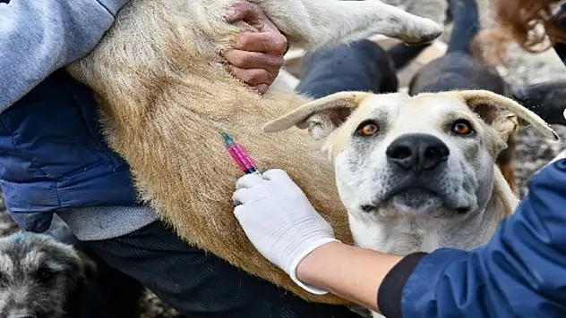 Hayvanseverler dikkat - Nuh Sendromu'na sahip olabilirsiniz!