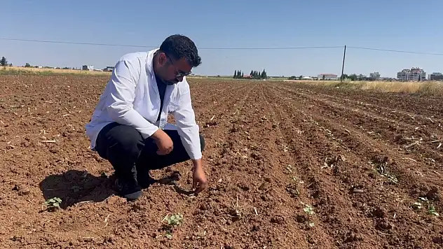 Yağışlar sonrası tarımda yeni tehlike