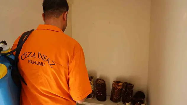 Hükümlüler en pahalı mantarı yetiştiriyor