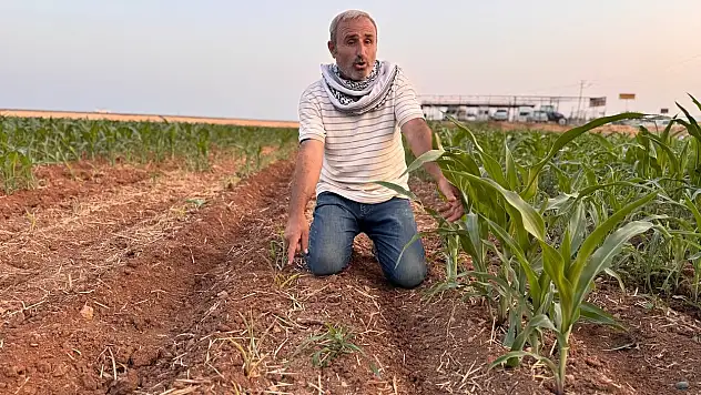 Tohumlar arasındaki büyüme farkı çiftçiyi kızdırdı!