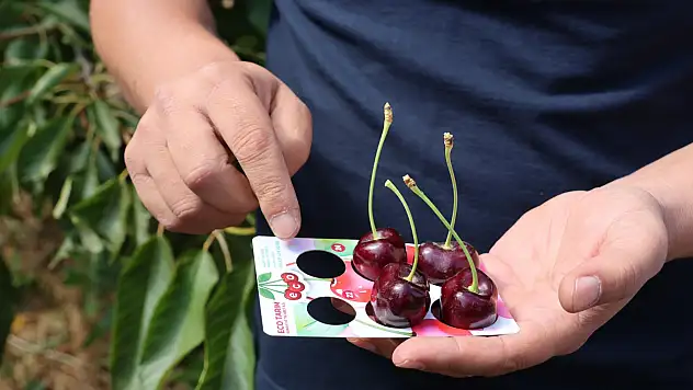 İncesu'nun kirazı Avrupa yolcusu: En kalibresi orada yetişiyor!
