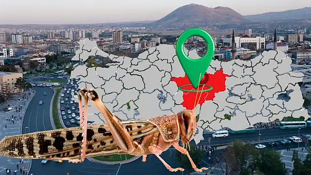 İstanbul'da değil ama Kayseri, Sivas ve Yozgat'ta istila: Çekirge sorunu büyüyor!