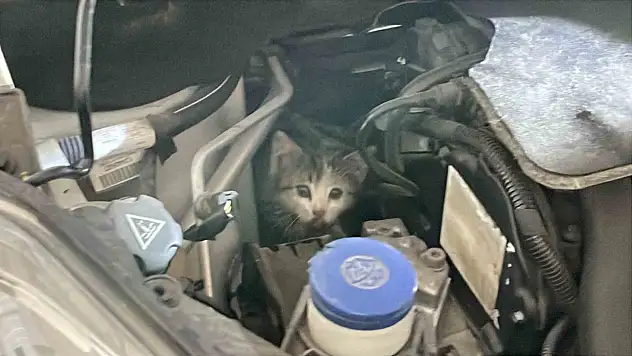 Sivas'ta aracın motoruna sıkışan kediyi itfaiye ekipleri kurtardı!