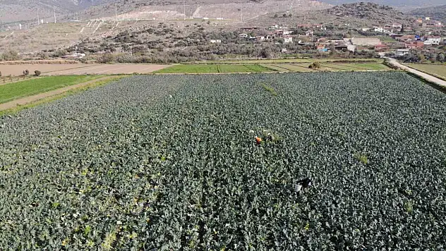 İzmir'de 'yeşil altın' hasadı