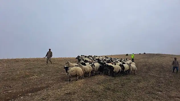 Küçükbaş hayvanlar Jandarma'nın yardımı ile bulundu!