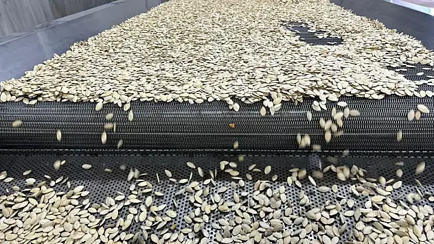 Kabak çekirdeğinde seri üretime geçildi