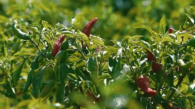 Biber mesaisi başladı!