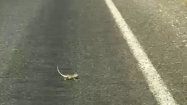 Kahramanmaraş'ta bukalemuna yol veren sürücünün güldüren anları