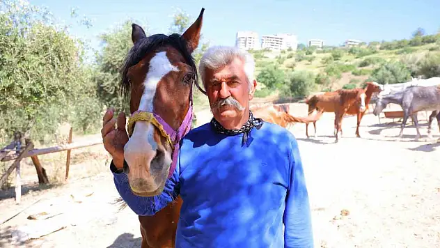 Kahramanmaraş'ta kaçan atlar yakalandı!
