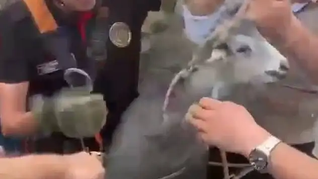 İtfaiyeden Keçi Kurtarma Operasyonu