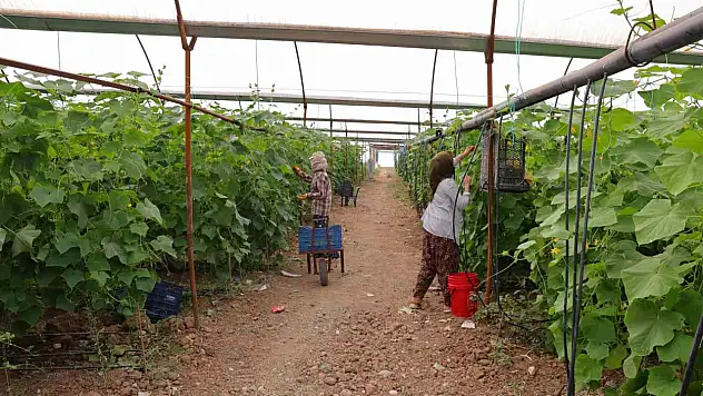 Turşuluk ürünlerde hasat dönemi başladı